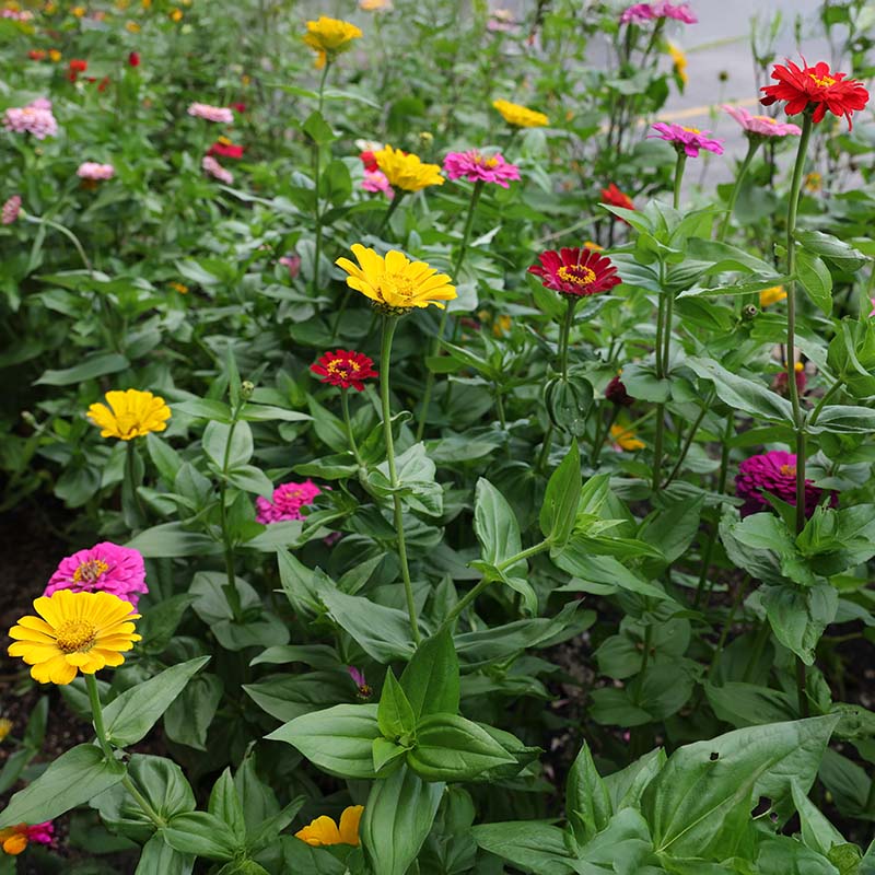 zija  スーパーミックス Zinnia Super Yoga Mix Seed – Harris Seeds