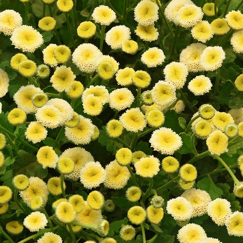 snowball marigold seeds Matricaria Vegmo Snowball Seed RAW / 100 seeds / UNTREATED