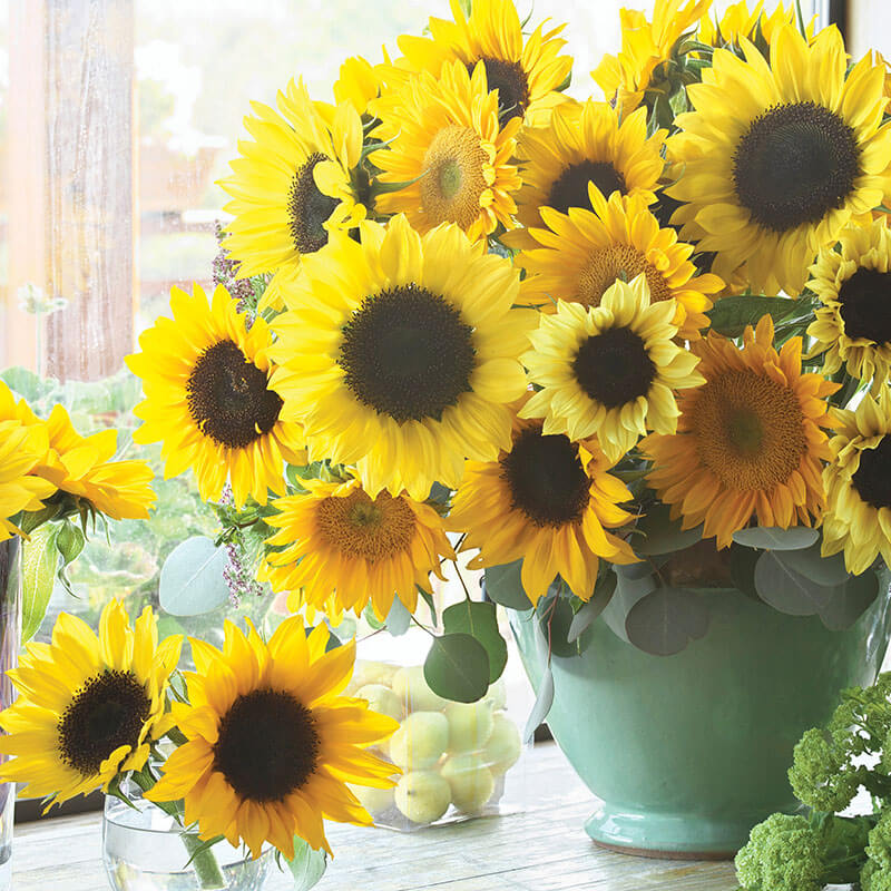 Sunflower Special Cut Flower Mix Seed Harris Seeds