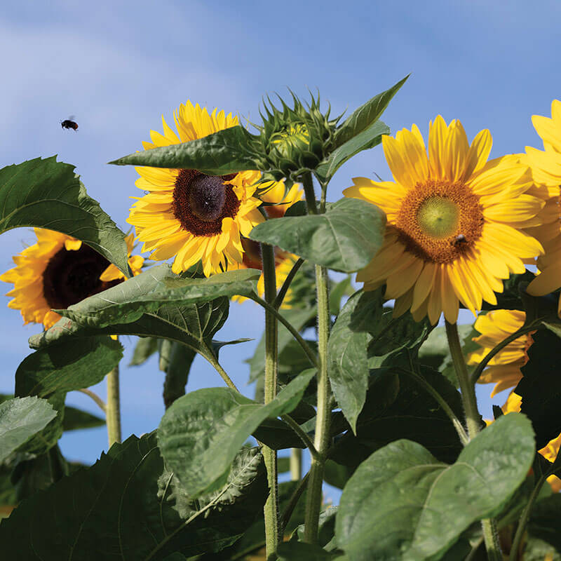 mixed sunflower seeds for planting Sunflower Special Cut Flower Mix Seed RAW / 250 seeds / UNTREATED