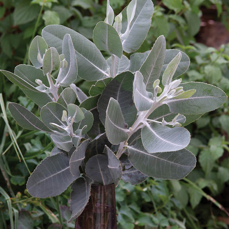 eucalyptus plant from seed Eucalyptus Tallerack Seed – Harris Seeds