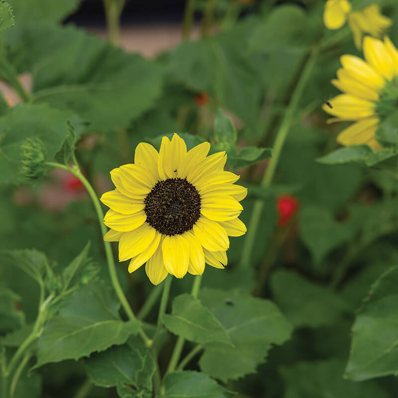 Sunflower Soluna Lemon Seed – Harris Seeds