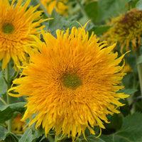 Sunflower Astra Gold Seed