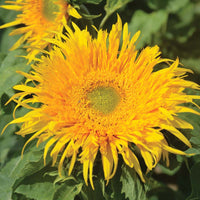 Sunflower Astra Gold Seed