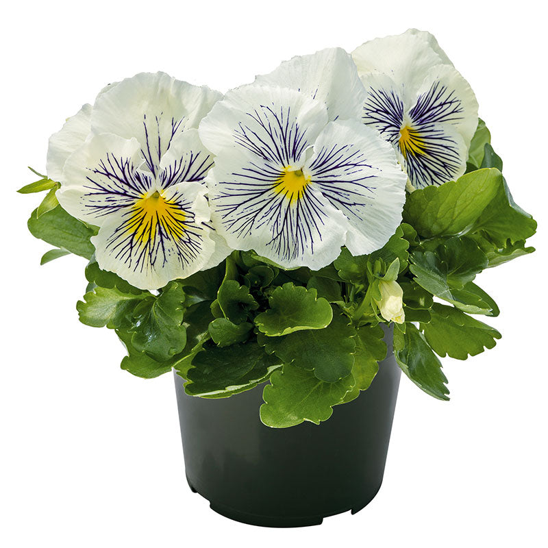 Viola Cats Plus White F1 Seed RAW / 500 seeds / UNTREATED