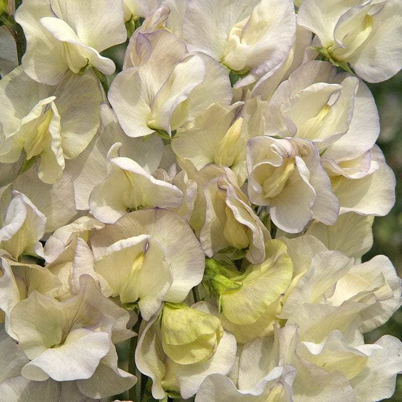 a tall pea plant with yellow seeds Sweet Pea Spencer Old Times Seed
