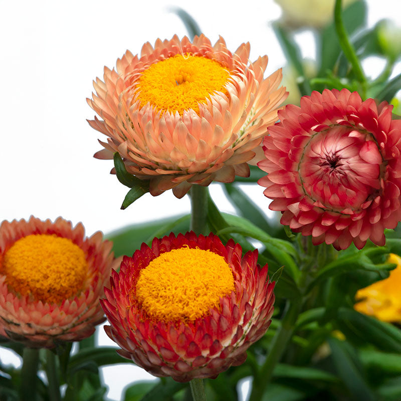 Strawflower King Size Salmon Seed RAW / 50 seeds / UNTREATED