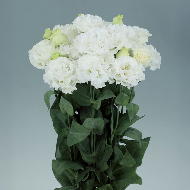 pure seed flower Lisianthus Voyage 2 Pure White F1 Seed