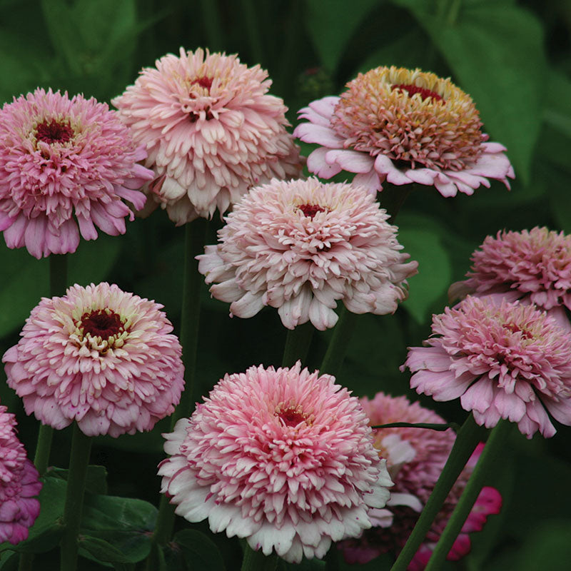 lilac flower seeds Zinnia Zinderella Lilac Seed RAW / 50 seeds / UNTREATED