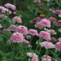Zinnia Zinderella Lilac Seed