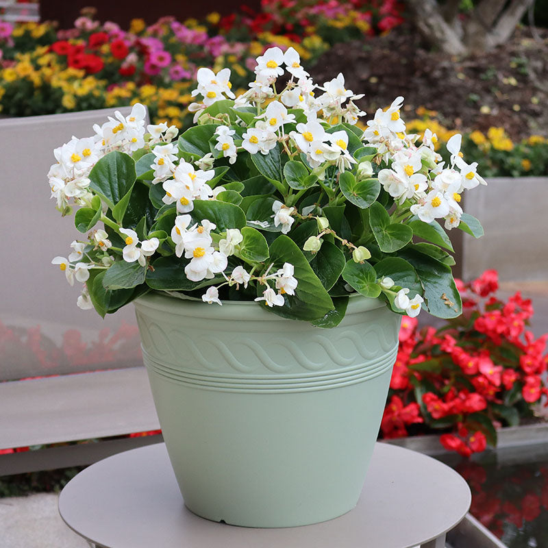 Begonia Viking White on Green Leaf Seed – Harris Seeds