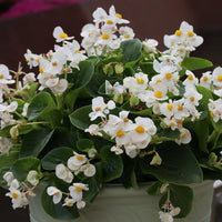 Begonia Viking White on Green Leaf Seed