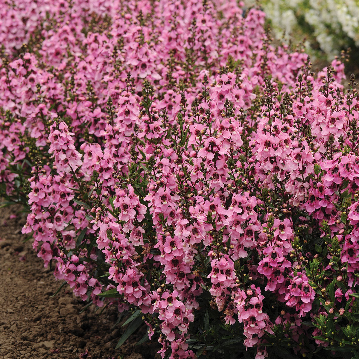 Angelonia Serenita Pink F1 Seed – Harris Seeds