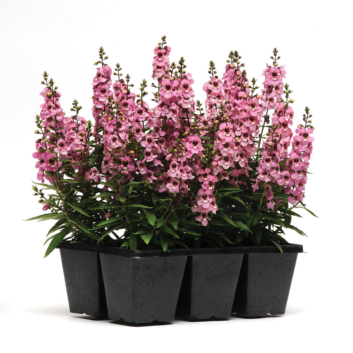 Angelonia Serenita Pink F1 Seed – Harris Seeds