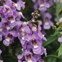 Angelonia Serenita Sky Blue F1 Seed