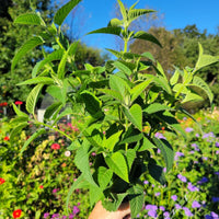 Monarda Lambada Seed