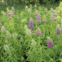 Monarda Lambada Seed