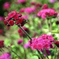 Ageratum Red Flint Seed