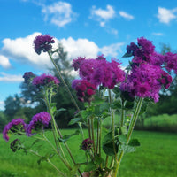 Ageratum Red Flint Seed