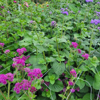 Ageratum Red Flint Seed
