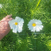Cosmos Sensation Purity Seed
