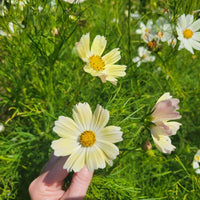 Cosmos Kiiro Seed