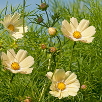 Cosmos Kiiro Seed