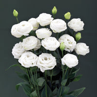 Lisianthus Cupid 3 White F1 Seed