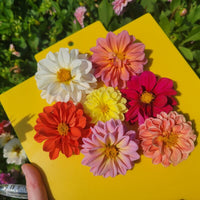 Dahlia Watercolour Mix Seed