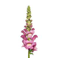 Snapdragon Avignon Lavender 2 F1 Seed