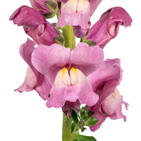 Snapdragon Avignon Lavender 2 F1 Seed