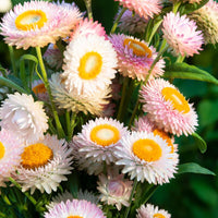 Strawflower King Size Silvery Rose Seed