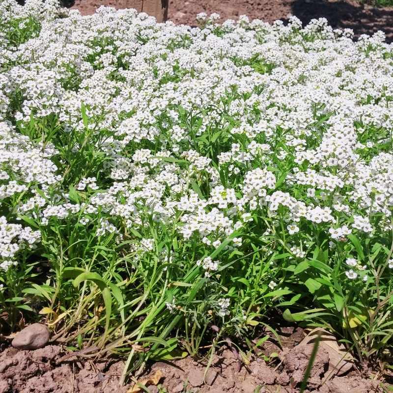flower seed carpets Alyssum New Carpet of Snow Seed