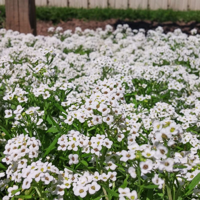 seed of snow flower Alyssum New Carpet of Snow Seed