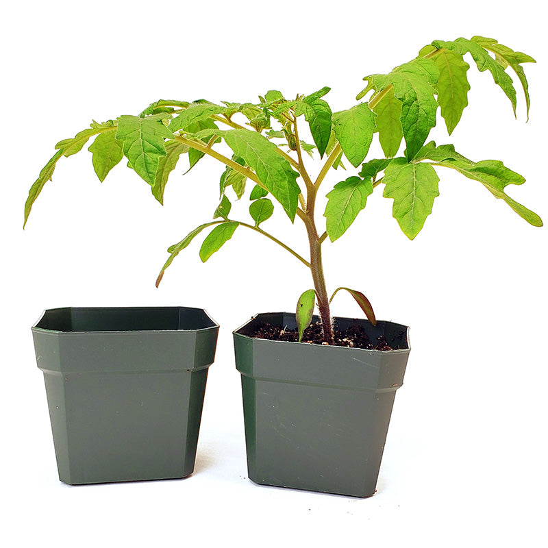3 1 2 inch plant pots Kord 3-1/2" Square Plastic Pot