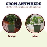 Dillen 4" Square Pot