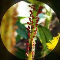 Insecticide Active Eye Microscope