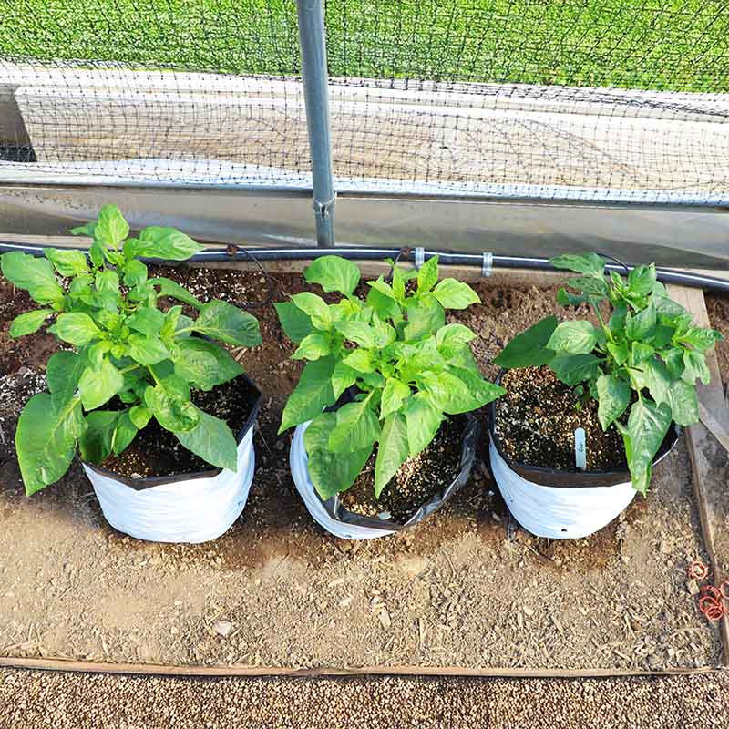 plant grow bags manufacturers Grow Bags 5 Gallon HARD GOOD / Case of 400 / NA