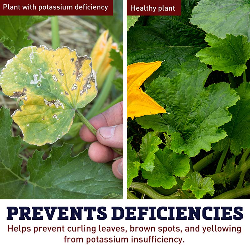 potassium in plant fertilizer Nutri-k Fast-Acting Potassium Boost for Plants, Concentrate 16 oz