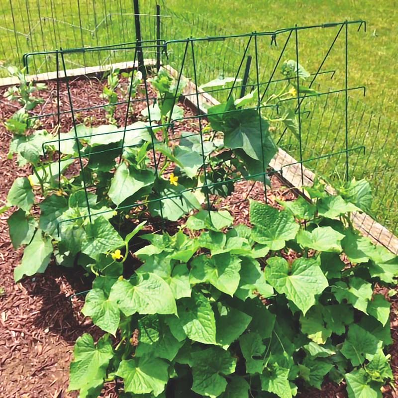 cucumber plant trellis ideas Harris Seeds Cucumber Support 42 x 48 Galvanized Steel A-Frame Trellis