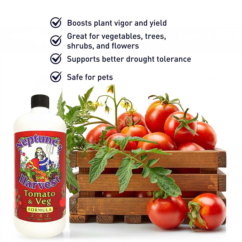 tomato planting fertilizer Neptune's Harvest Tomato & Vegetable 2-4-2 32 oz. (1 qt.) Organic Fertilizer