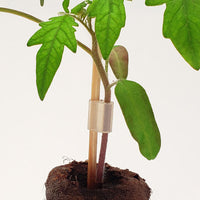 Slotted Silicon Grafting Clips 2 mm (100 ct)