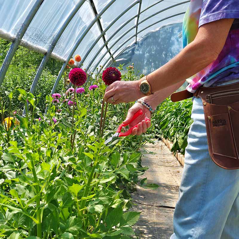 harris garden seeds Harris Seeds Garden Scissors