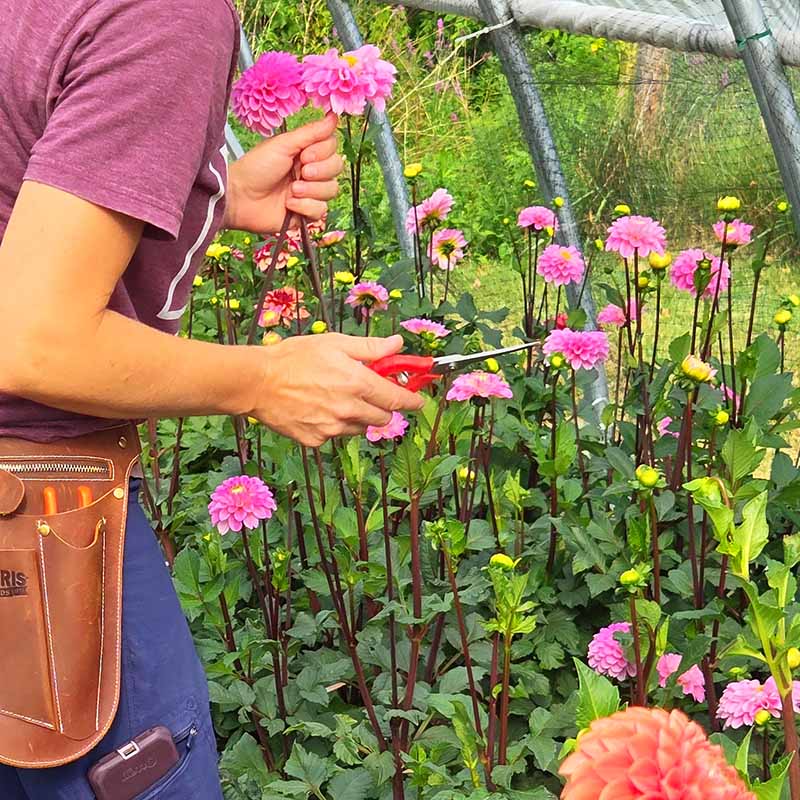 harris seeds garden trends Harris Seeds Garden Scissors