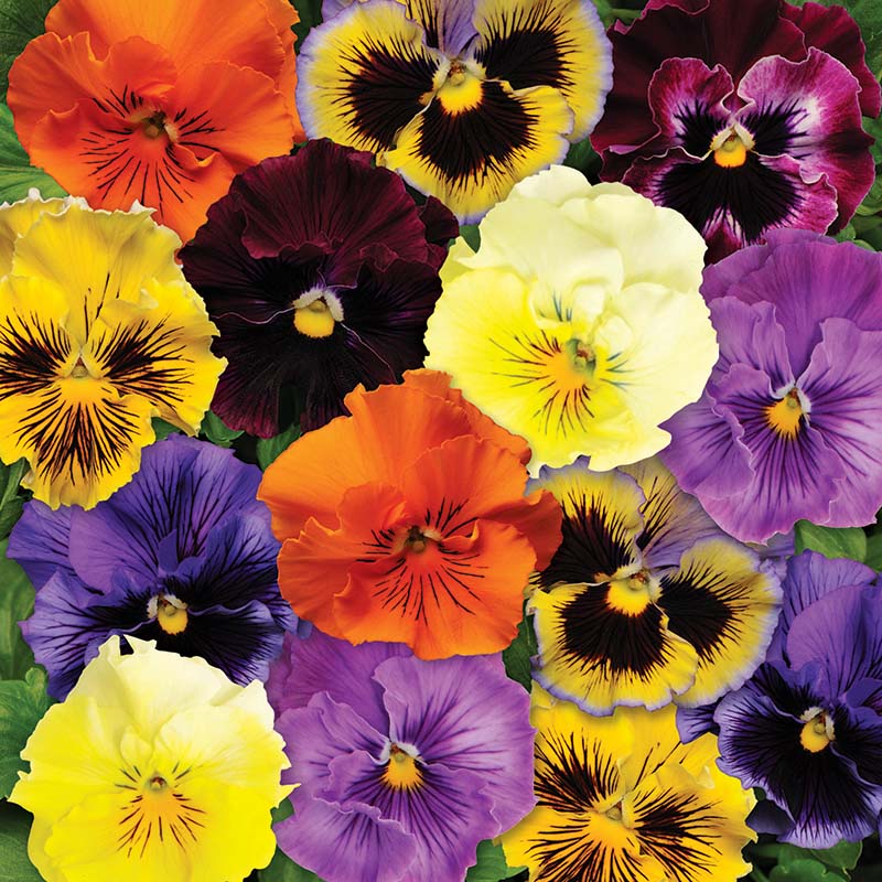Pansy Frizzle Sizzle Mix F1 Seed – Harris Seeds