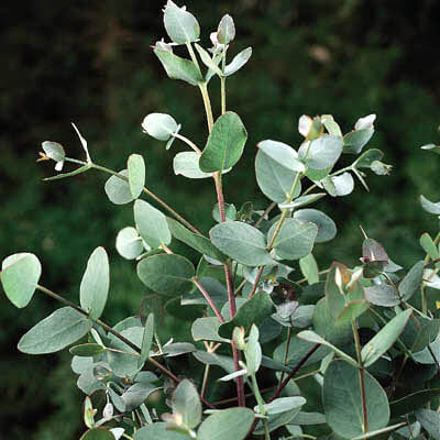 eucalyptus plant seeds for sale Eucalyptus Silver Drop Seed RAW / 500 seeds / UNTREATED