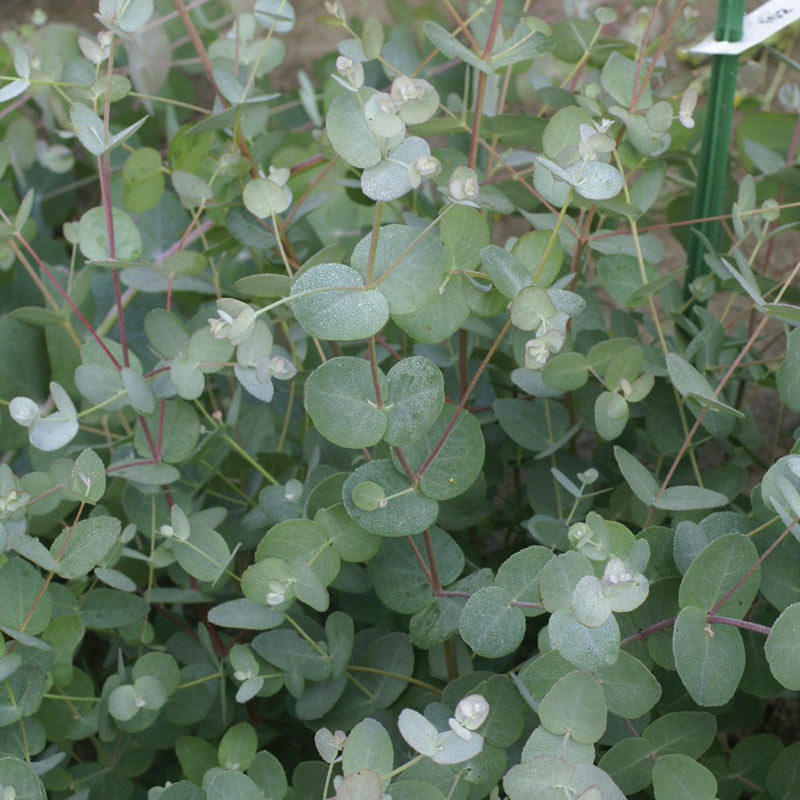 Eucalyptus Silver Drop Seed RAW / 500 seeds / UNTREATED
