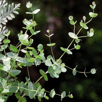 Eucalyptus Silver Drop Seed