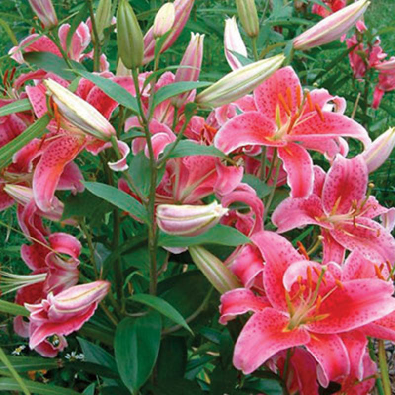 white stargazer lily bulbs Lily Stargazer Bulbs