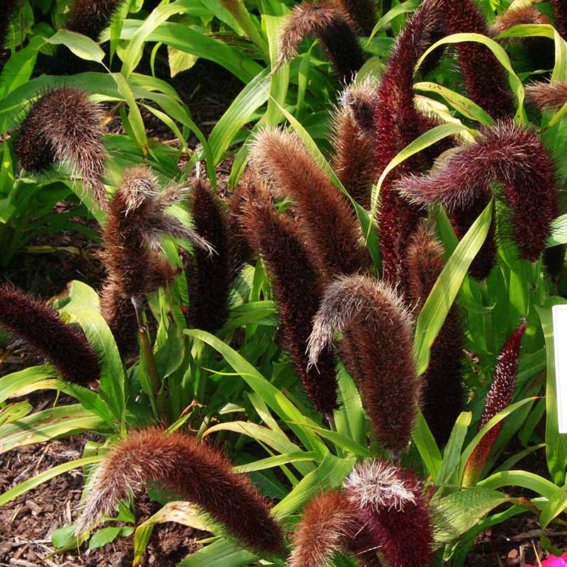 jade plant from seed Harris Seeds - Ornamental Millet Jade Princess F1 Seeds